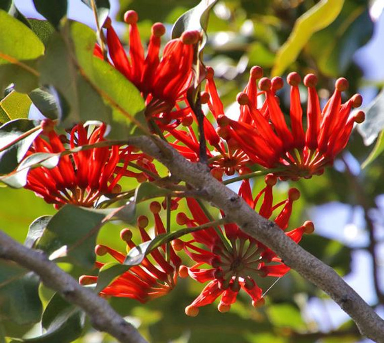 Wheel of Fire.  Stenocarpus sinuatus.  Firewheel tree.