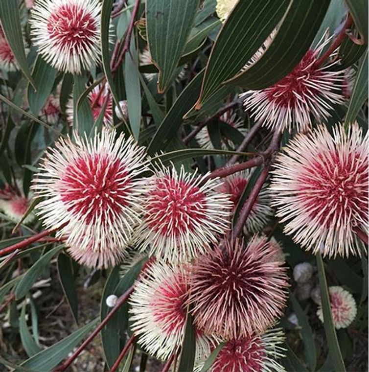 Pincushion Hakea Hakea laurina