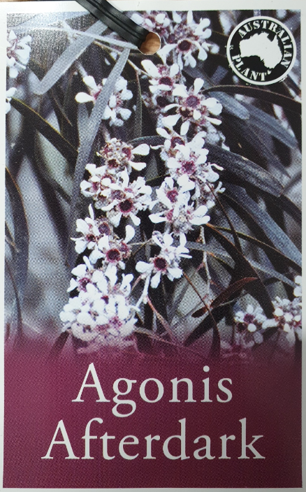 Peppermint Tree Agonis flexuosa After Dark NATIVE