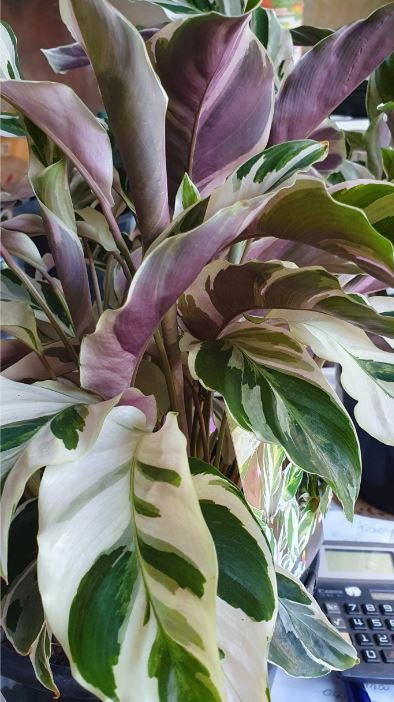 Calathea leitzei Fusion White