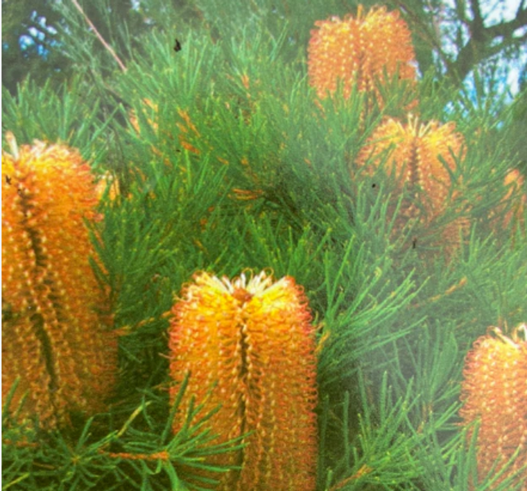 Banksia spinulosa Honeyeater Delight NATIVE