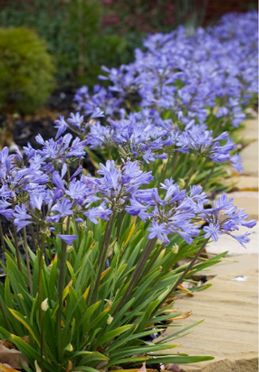 Agapanthus Baby Pete