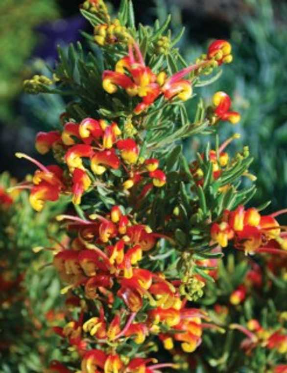 Grevillea Fire Cracker NATIVE