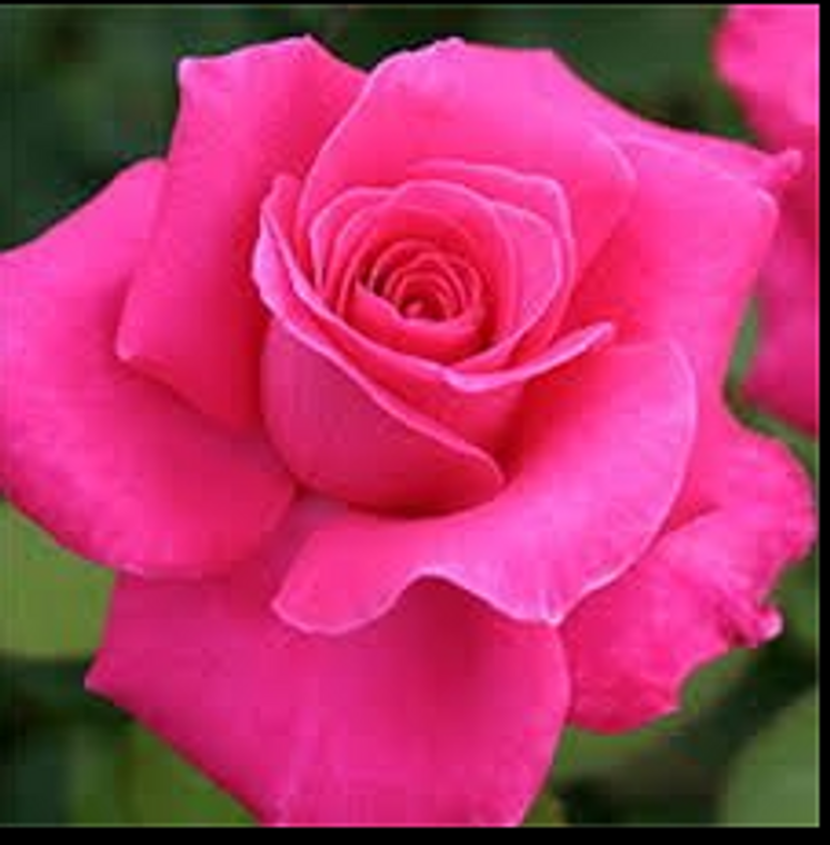 Rose Peter Frankenfeld