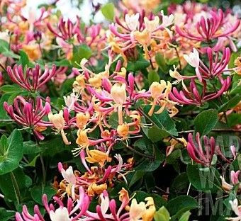 American Honeysuckle Lonicera x americana