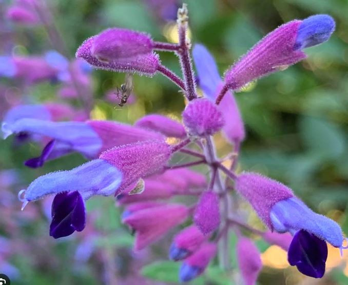 Salvia semiatrata