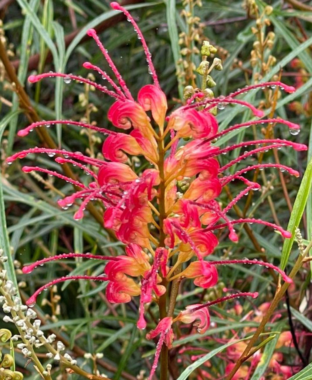 Grevillea Firesprite Grafted Native