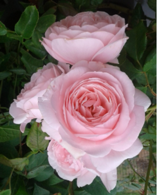 Rose Nahema Climbing