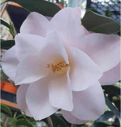 Camellia Magnoliaeflora