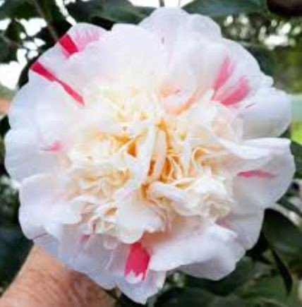 Camellia Aspasia Macarthur JAPONICA