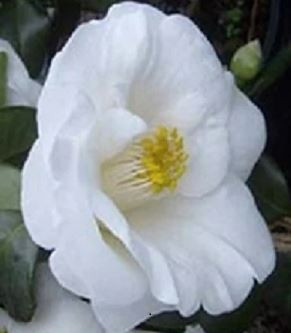 Camellia Frost Queen JAPONICA