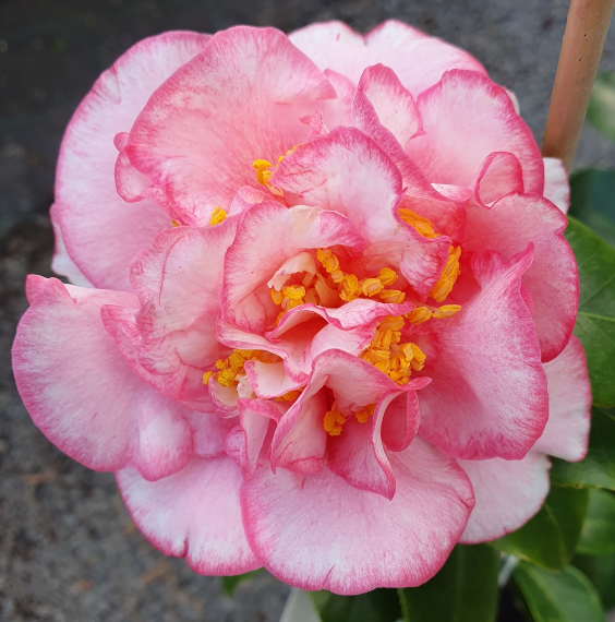 Camellia japonica Can Can