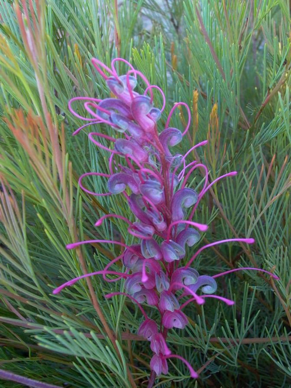 Grevillea Purple Haze GRAFTED Australian NATIVE