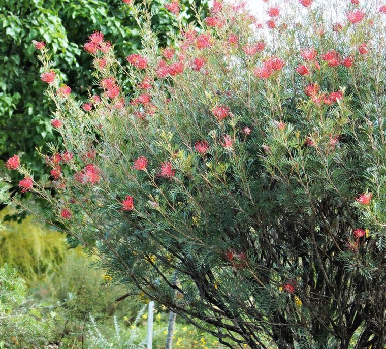 Grevillea Red Ripper
