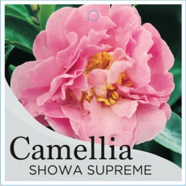 Camellia Showa Supreme