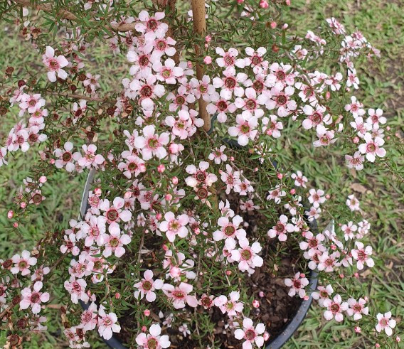 Leptospermum Joy NATIVE