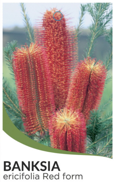 Banksia ericifolia Red Flowered Form NATIVE