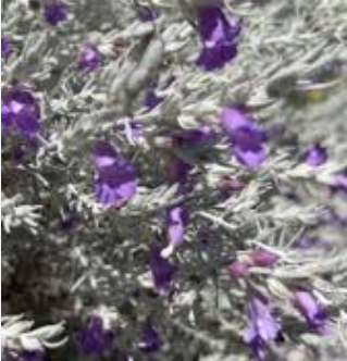 Eremophila nivea Gubburra Bells GRAFTED australian NATIVE