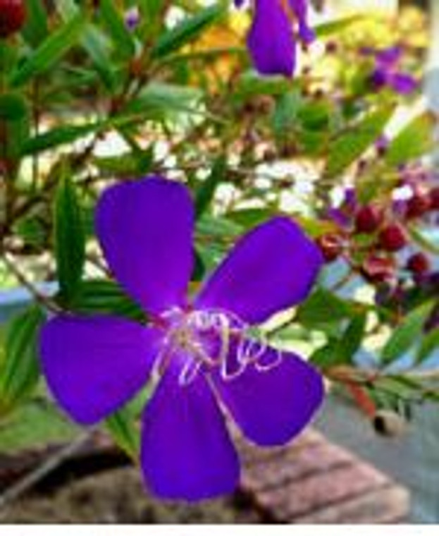 The bright purple flower of Tibouchina Jazzie.