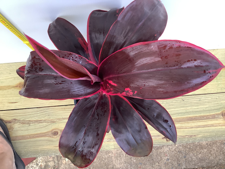 Cordyline Firestorm with burgundy leaves touched with hot pink.