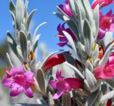 Pink Pantha Eremophila glabra x nivea GRAFTED NATIVE