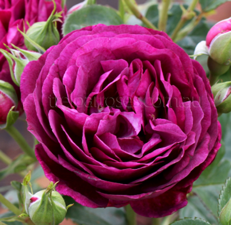 Rose Twilight Zone HYBRID TEA