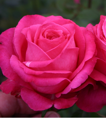 Rose Simply Samantha (Unconventional Lady)