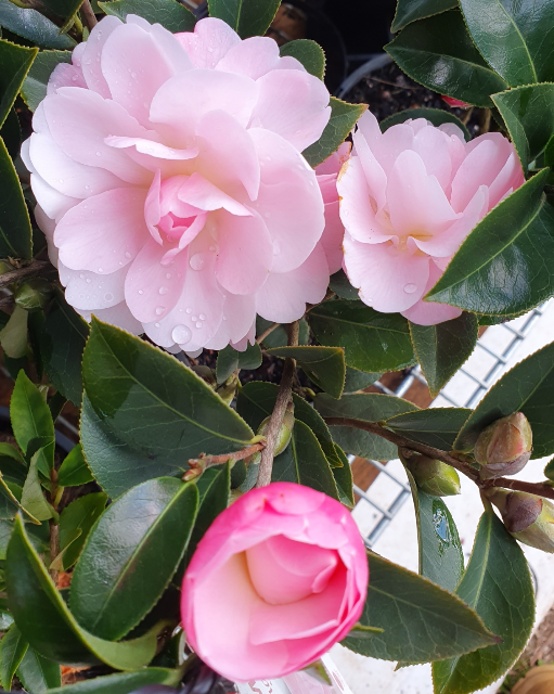Camellia Spring Surprise JAPONICA
