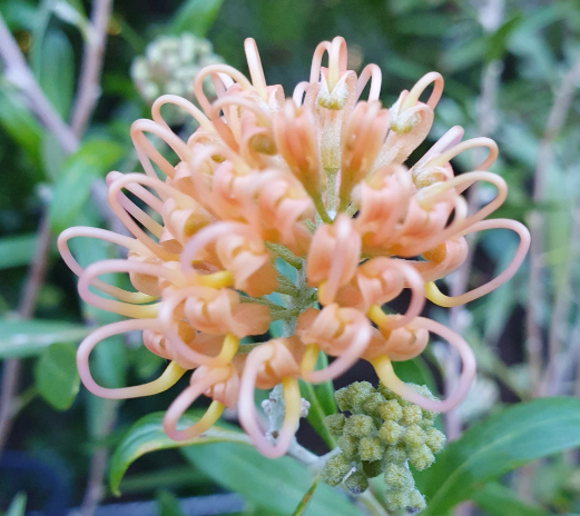 Grevillea Apricot Glow NATIVE