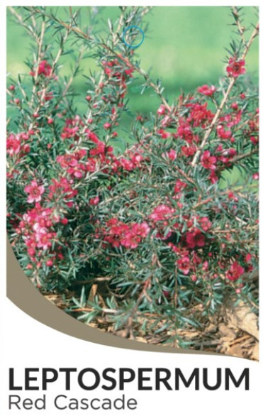 Leptospermum Red Cascade