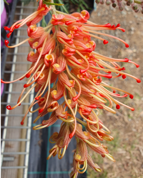 Grevillea Coral Shore NATIVE