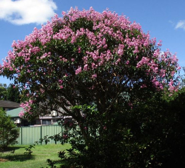 Tibouchina Kathleen is an ideal feature tree for small gardens.