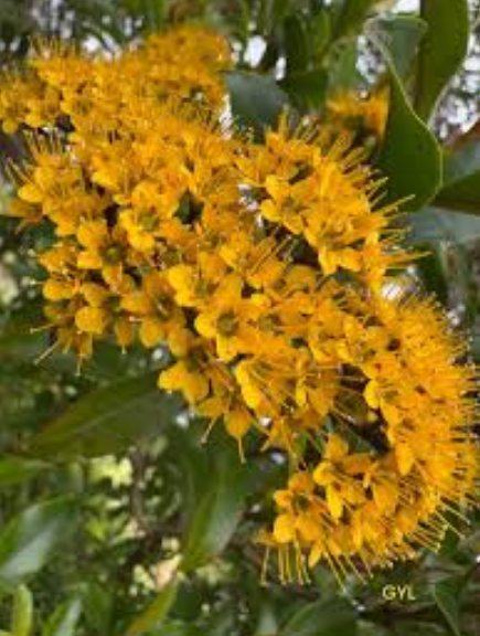 Queensland Golden Myrtle Metrosideros queenslandica australian native.  Thaleropia queenslandica.