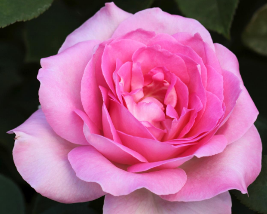 Rose Perfume Passsion STANDARD 90 cm