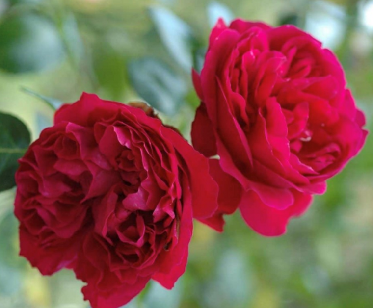 Rose Climbing Red Pierre