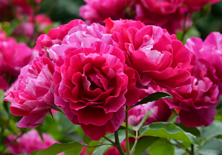 Rose Climbing Guy Savoy