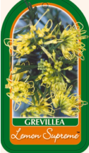 Grevillea Lemon Supreme NATIVE