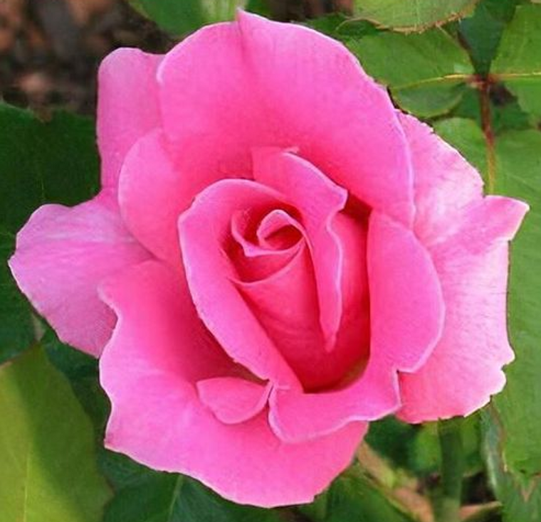 Rose Bewitched HYBRID TEA Bush Rose