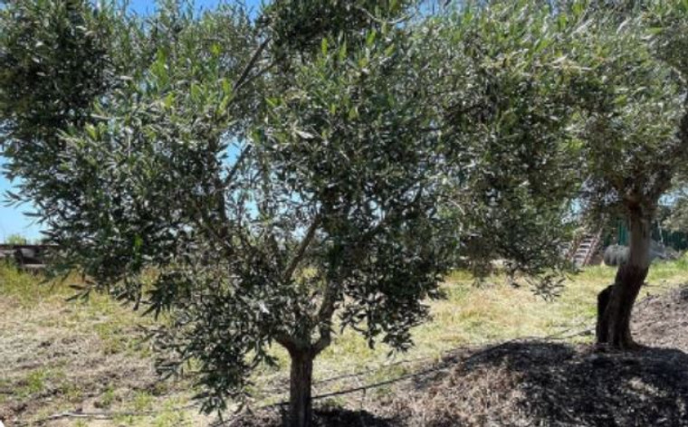 Frantoio/Heritage Olive Trees.