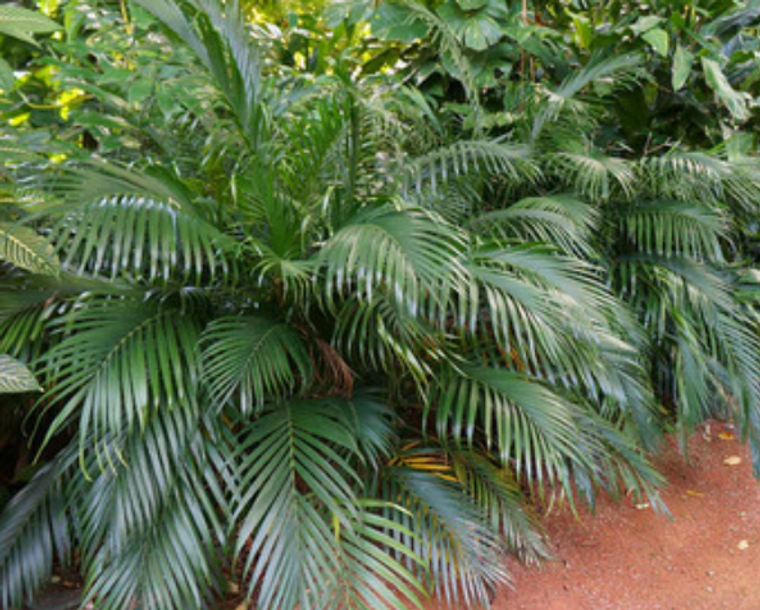 Cascade Palm Chamaedorea Atrovirens