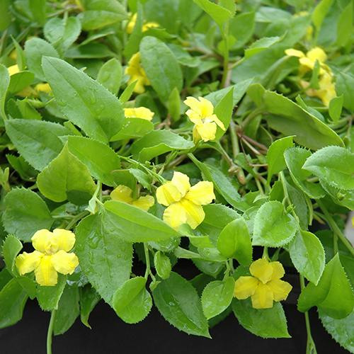Goodenia ovata Gold Cover australian NATIVE