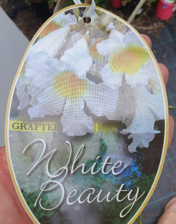 White Beauty Trumpet Tree Tabebuia palmeri GRAFTED