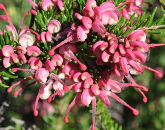 Grevillea Tucker Time Fruit Box NATIVE