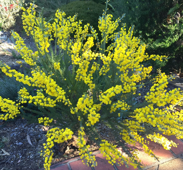 Crowded Leaf Wattle Acacia conferta NATIVE