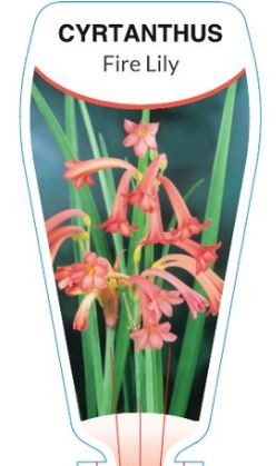 Fire Lily Cyrtanthus Red Prince