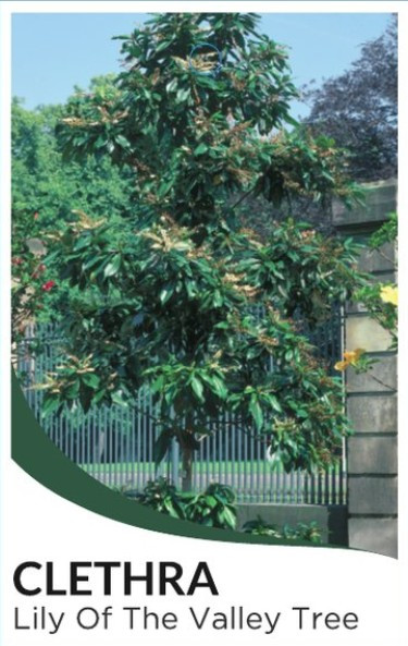 Lily of the Valley Tree Clethra arborea