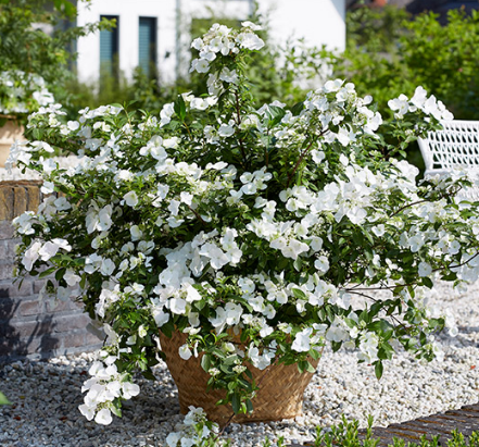 Hydrangea Runaway Bride
