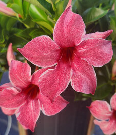 Mandevilla Sun Parasol Marvellous