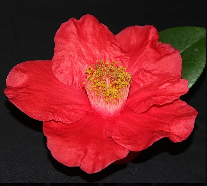 Camellia Red Crystal