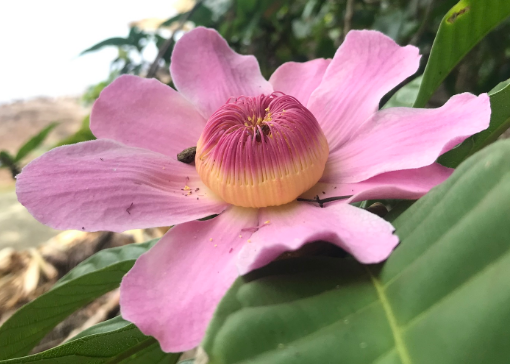 Heaven Lotus Gustavia superba